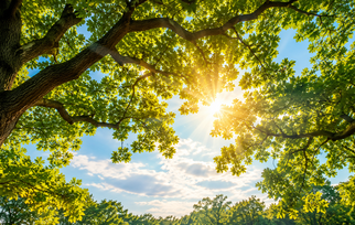 Professional Learning Resources for Supporting Students Facing Adversity